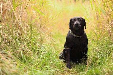 Dışarıda yeşil çimlerde oturan sevimli Labrador Retriever köpeği.