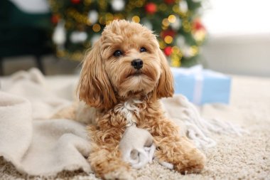 Noel için dekore edilmiş halı üzerinde sevimli bir Maltipoo köpeği.