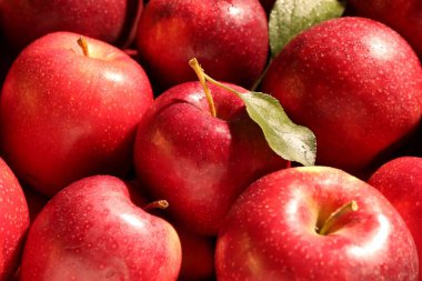 Arka plan olarak taze kırmızı elmalar ve yeşil yapraklar, yakın plan