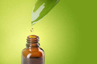 Temel yağ yeşil yapraktan renkli arka planda şişeye damlıyor. Metin için boşluk