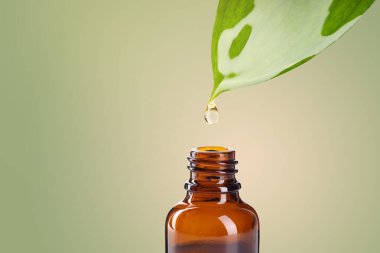 Temel yağ yeşil yapraktan renkli arka planda şişeye damlıyor. Metin için boşluk