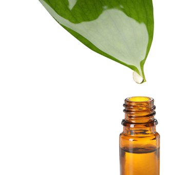 Temel yağ yeşil yapraktan beyaz arka planda şişeye damlıyor