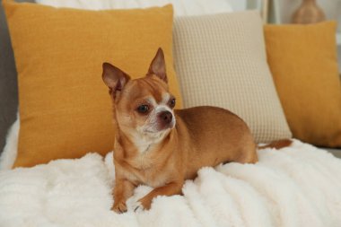 Odadaki kanepede tatlı bir chihuahua köpeği.