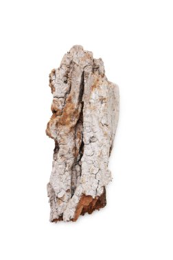 Ağaç kabuğunun bir parçası beyaz, üst görünümde izole.