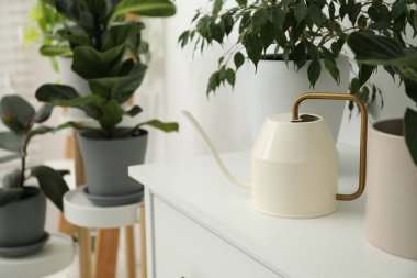 Su kovası ve evdeki güzel bitkiler.