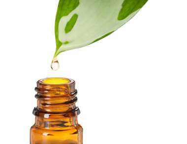 Temel yağ yeşil yapraktan beyaz arka planda şişeye damlıyor