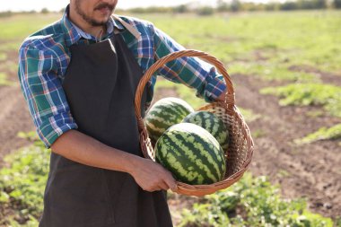 Tarlada olgun karpuzlarla hasır sepeti tutan adam, yakın plan.