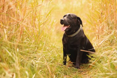 Dışarıda yeşil çimlerde oturan sevimli Labrador Retriever köpeği.