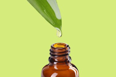 Temel yağ yeşil yapraktan renkli arka planda şişeye damlıyor
