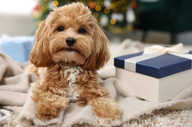 Şirin Maltipoo köpeği ve hediye kutusu.