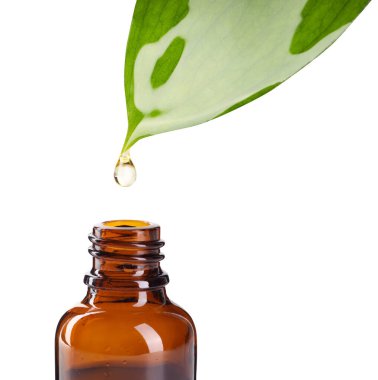 Temel yağ yeşil yapraktan beyaz arka planda şişeye damlıyor