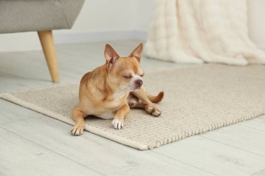 İçerideki ahşap zeminde şirin bir chihuahua köpeği.