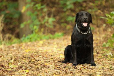 Sevimli Labrador Retriever köpeği dışarıda yaprakların arasında oturuyor. Metin için boşluk