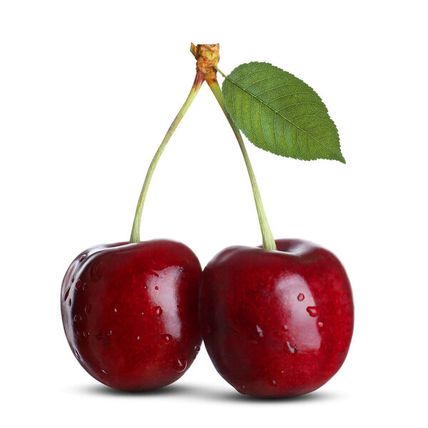Свежие спелые красные вишни с росой изолированы на белом