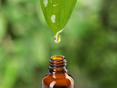 Yeşil yapraktan şişeye damlayan temel yağ bulanık arka planda, yakın plan