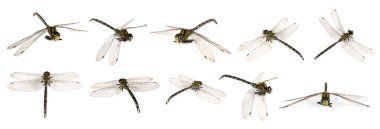 Yusufçuk beyaz kolajda izole edilmiş. Uçan böcek.