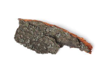 Ağaç kabuğunun bir parçası beyaz, üst görünümde izole.