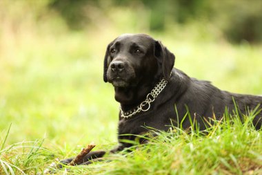 Yeşil çimlerde çubuğu olan sevimli Labrador Retriever köpeği. Metin için boşluk