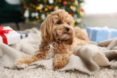 Noel için dekore edilmiş halı üzerinde sevimli bir Maltipoo köpeği.