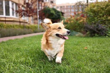 Parktaki yeşil çimlerde Pembroke Galsh Corgi