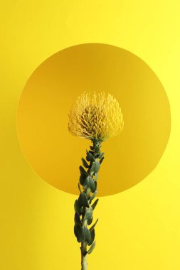 Sarı arkaplanda güzel bir çiçek, yakın çekim manzarası.