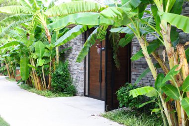 Yeşil yapraklı tropik ağaçlar ve açık havada olgunlaşan muzlar.