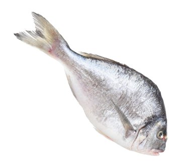 Bir çiğ gilthead balığı beyazda izole edilmiş. Deniz yiyeceği