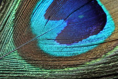 Arka plan olarak güzel parlak tavus kuşu tüyü, makro görünüm