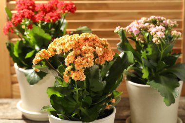Farklı güzel kalanchoe çiçekleri kapalı kaplarda, yakın planda.