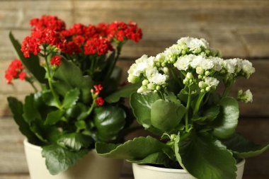Bulanık arkaplanda farklı güzel kalanchoe çiçekleri, yakın plan