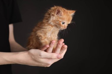 Zencefilli kedi yavrusunu siyah arka planda tutan genç çocuk, yakın plan