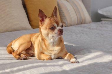 Odadaki tatlı Chihuahua köpeği.