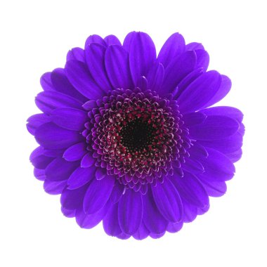 Beyaz arka planda güzel koyu mor gerbera çiçeği