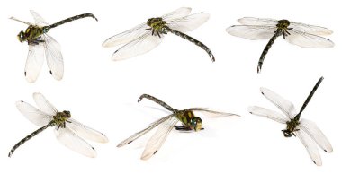 Yusufçuk beyaz kolajda izole edilmiş. Uçan böcek.