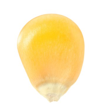 Bir taze mısır çekirdeği beyaza izole edilmiş.