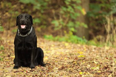 Sevimli Labrador Retriever köpeği dışarıda yaprakların arasında oturuyor. Metin için boşluk