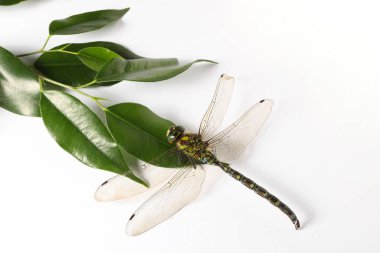 Güzel bir yusufçuk ve yeşil yapraklar beyazın üzerinde