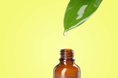 Temel yağ yeşil yapraktan renkli arka planda şişeye damlıyor. Metin için boşluk