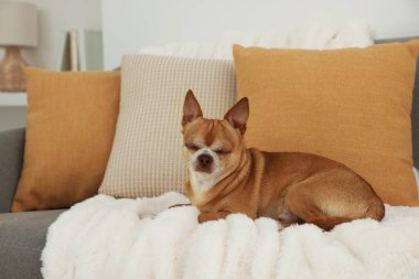 Şirin Chihuahua köpeği kanepede uyuyor.