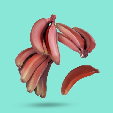 Red baby bananas falling on turquoise background clipart