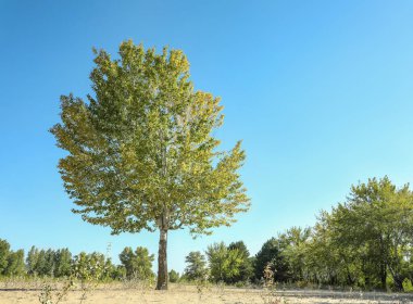 Dışarıda yetişen yeşil yapraklı güzel ağaçlar.