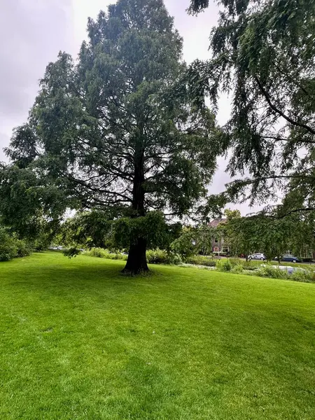 Güzel ağaçlı güzel bir park manzarası.