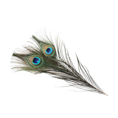 İki güzel tavus kuşu tüyü beyazda izole edilmiş.