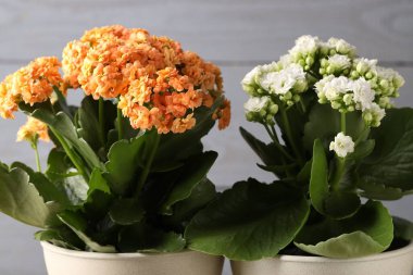 Bulanık gri arka planda saksılarda farklı güzel kalanchoe çiçekleri, yakın plan.