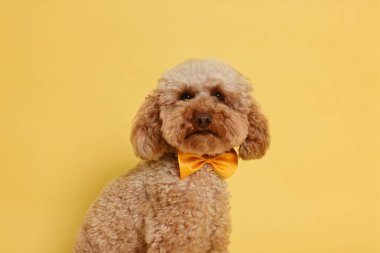 Turuncu arka planda papyon takan sevimli oyuncak köpek.