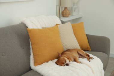 Şirin Chihuahua köpeği odada kanepede uyuyor.