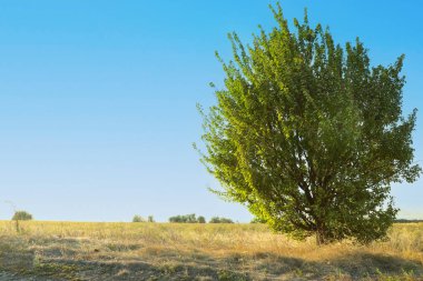 Tarlada yetişen yeşil yapraklı ağaç