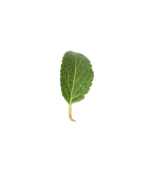 One green plum leaf isolated on white