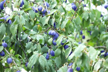 Bahçedeki ağaçta yetişen olgun erikler.