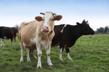 Yeşil çimlerde otlayan güzel inekler.